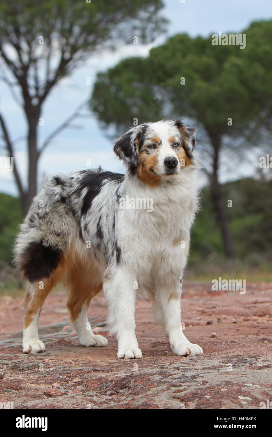 Dog Australian shepherd / Aussie adult standing blue merle Stock