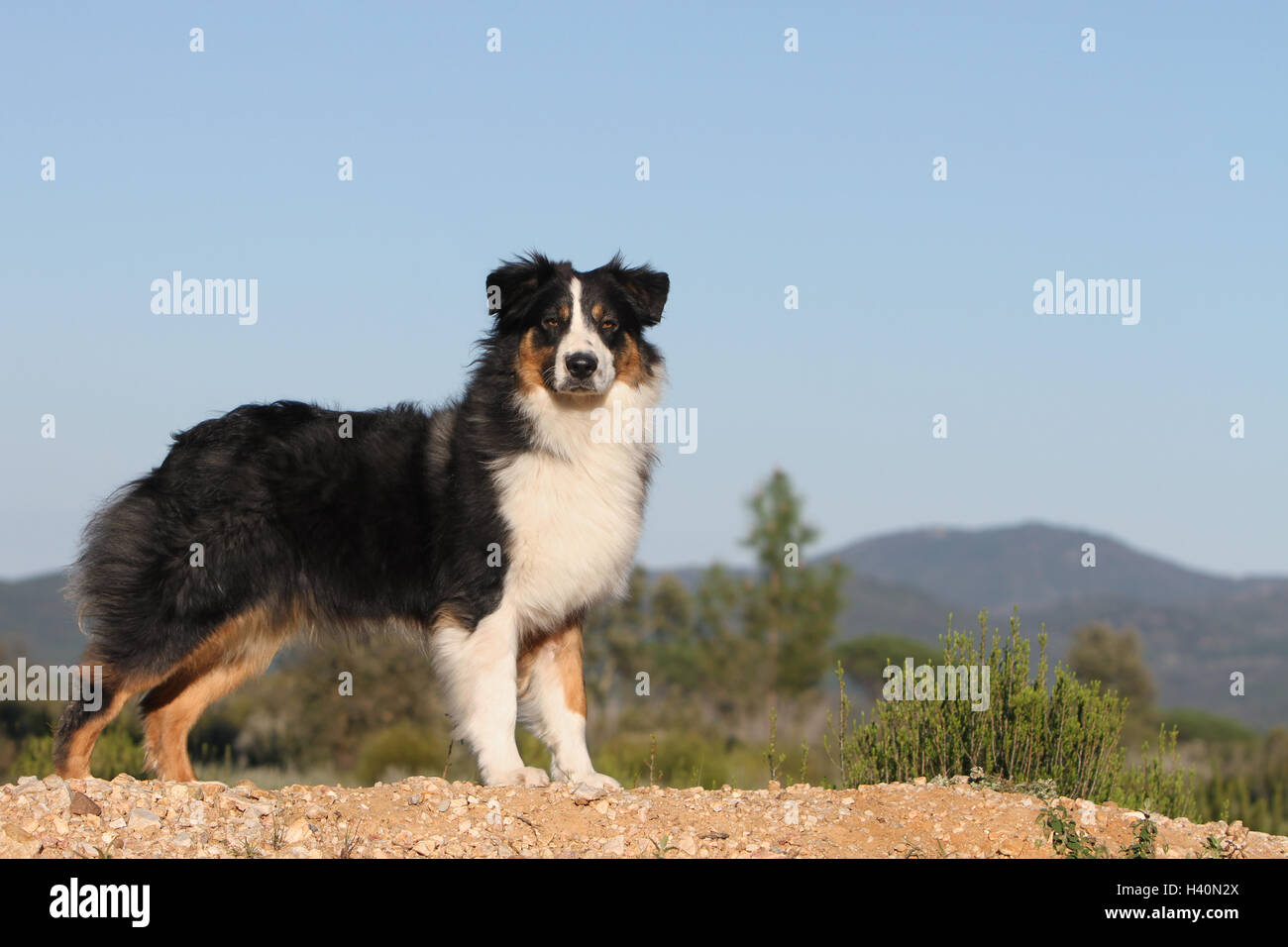 Dog Australian shepherd / Aussie adult (black tricolor) standing Stock  Photo - Alamy