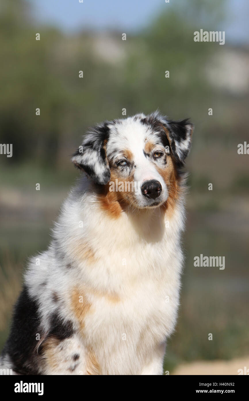 Dog Australian Shepherd Aussie Adult Blue Merle Portrait Tricolor Nature Natural Berger Australien Stock Photo Alamy