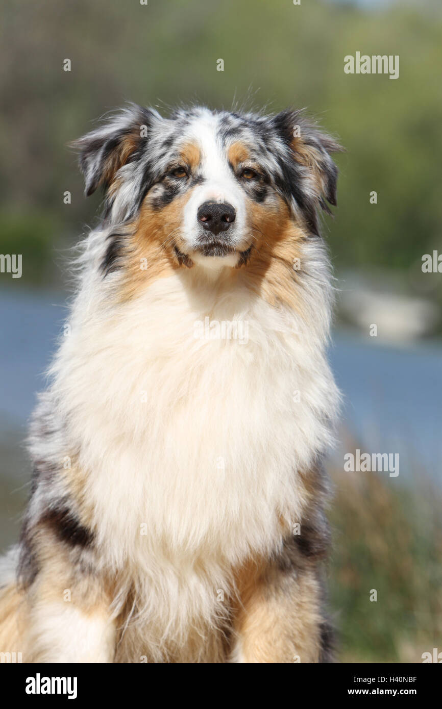 Dog Australian shepherd / Aussie adult standing blue merle Stock