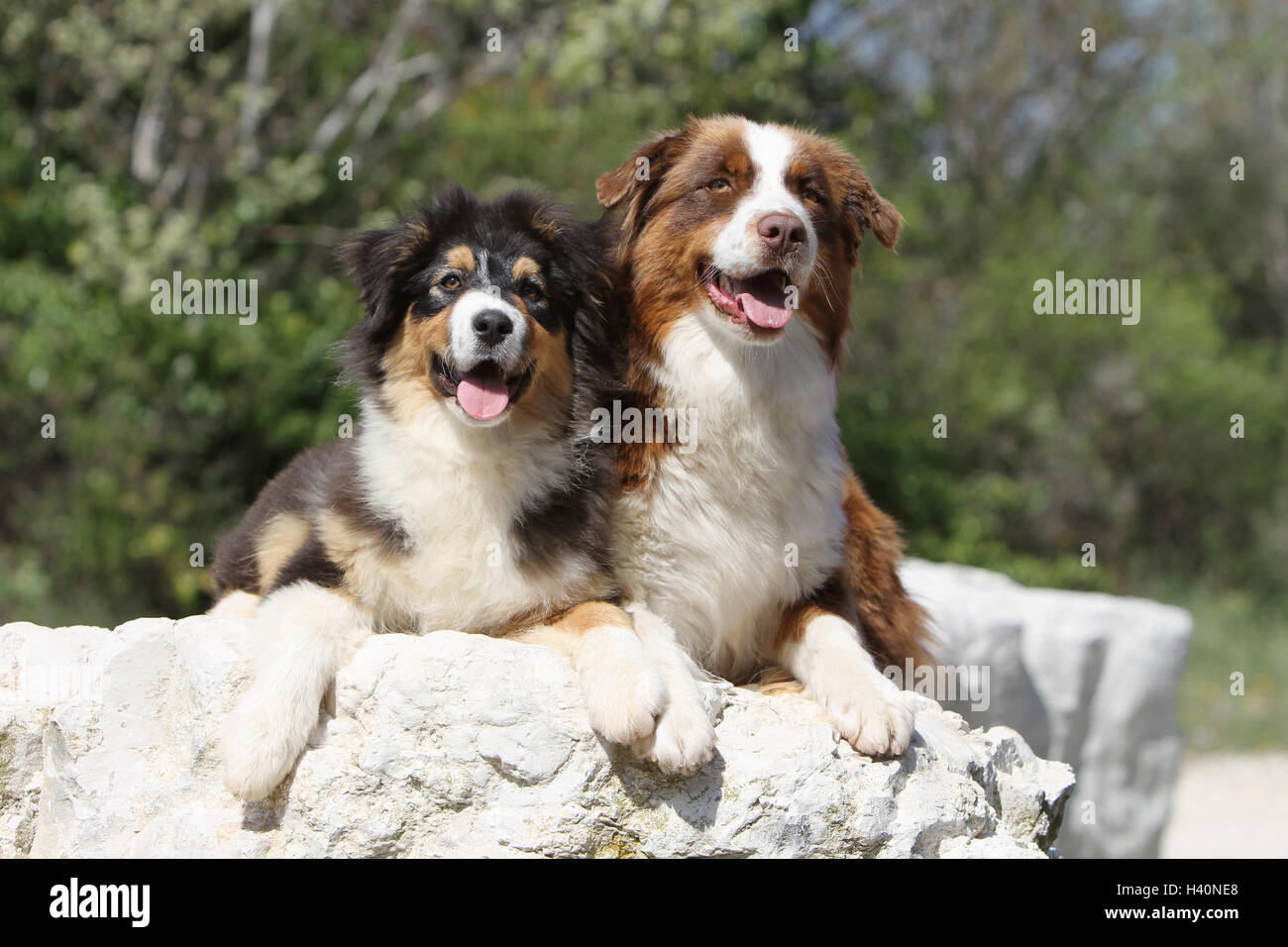 Mesmerizing Two Aussies, One Classic And Two Almost Triple-doubles Background Digital Art Mesmerizing Two Aussies, One Classic And Two Almost Triple-doubles Background Digital Art