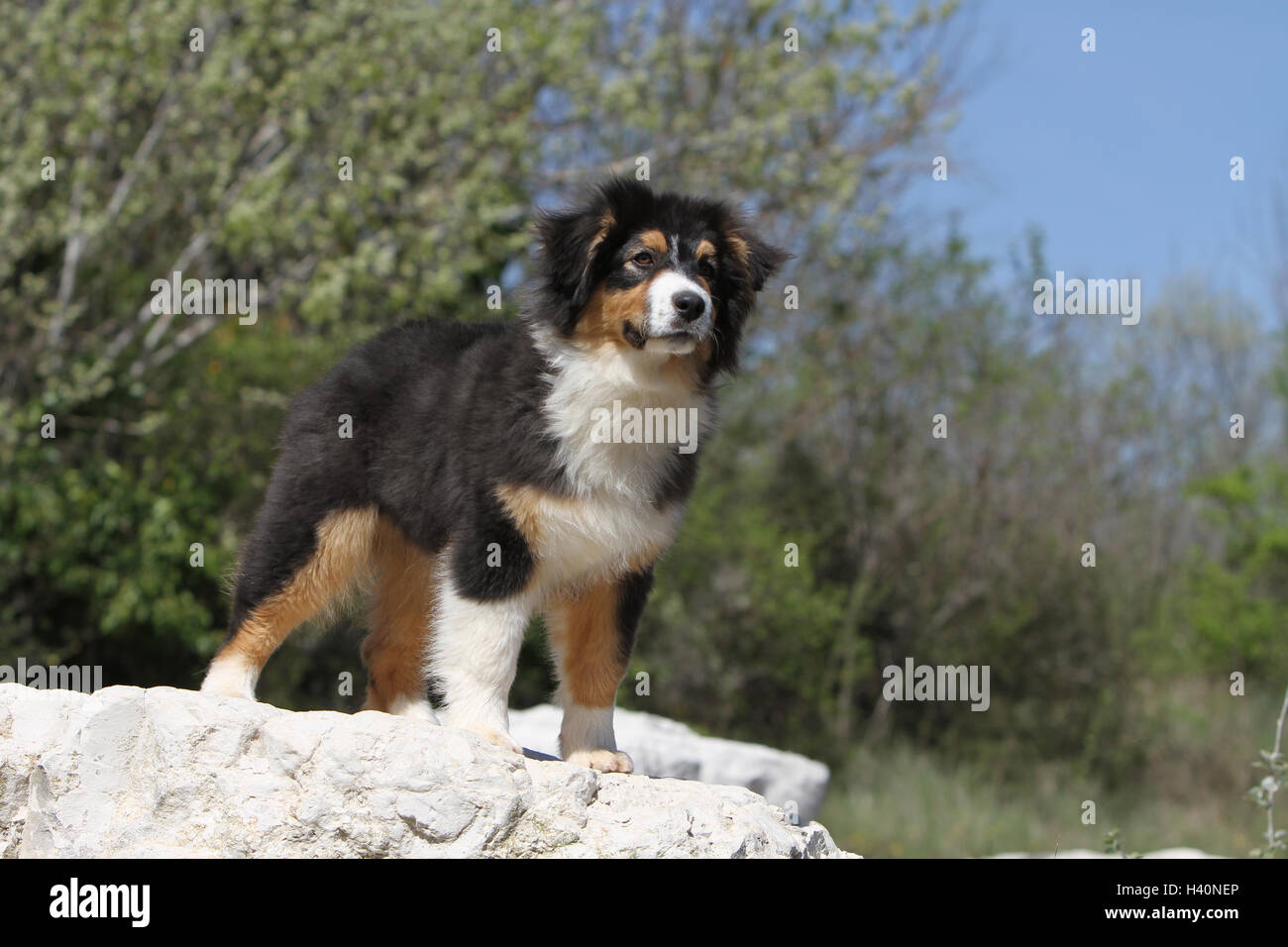 Dog Australian shepherd / Aussie puppy (black tricolor) standing Stock Photo