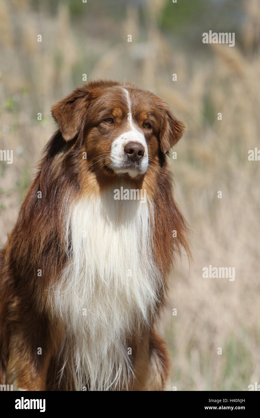 Dog Australian shepherd / Aussie  adult ( red ) "berger Australien" portrait nature natural Stock Photo