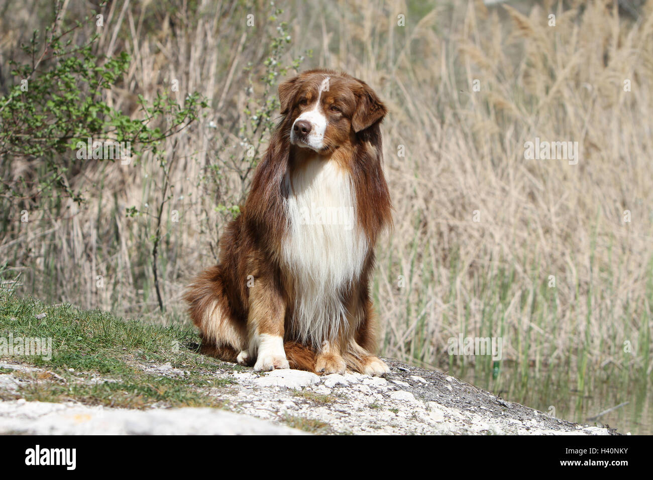 Dog Australian shepherd / Aussie adult ( red ) "berger Australien" Dog Australian shepherd / Aussie  adult ( red) nature natural Stock Photo