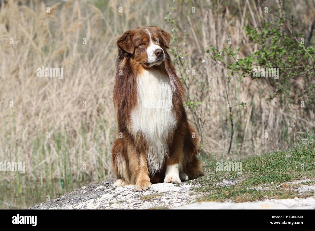 Dog Australian shepherd / Aussie adult ( red ) "berger Australien" Dog Australian shepherd / Aussie  adult ( red) nature natural Stock Photo