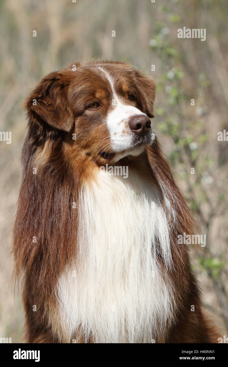 Dog Australian shepherd / Aussie  adult ( red ) "berger Australien" portrait nature natural Stock Photo