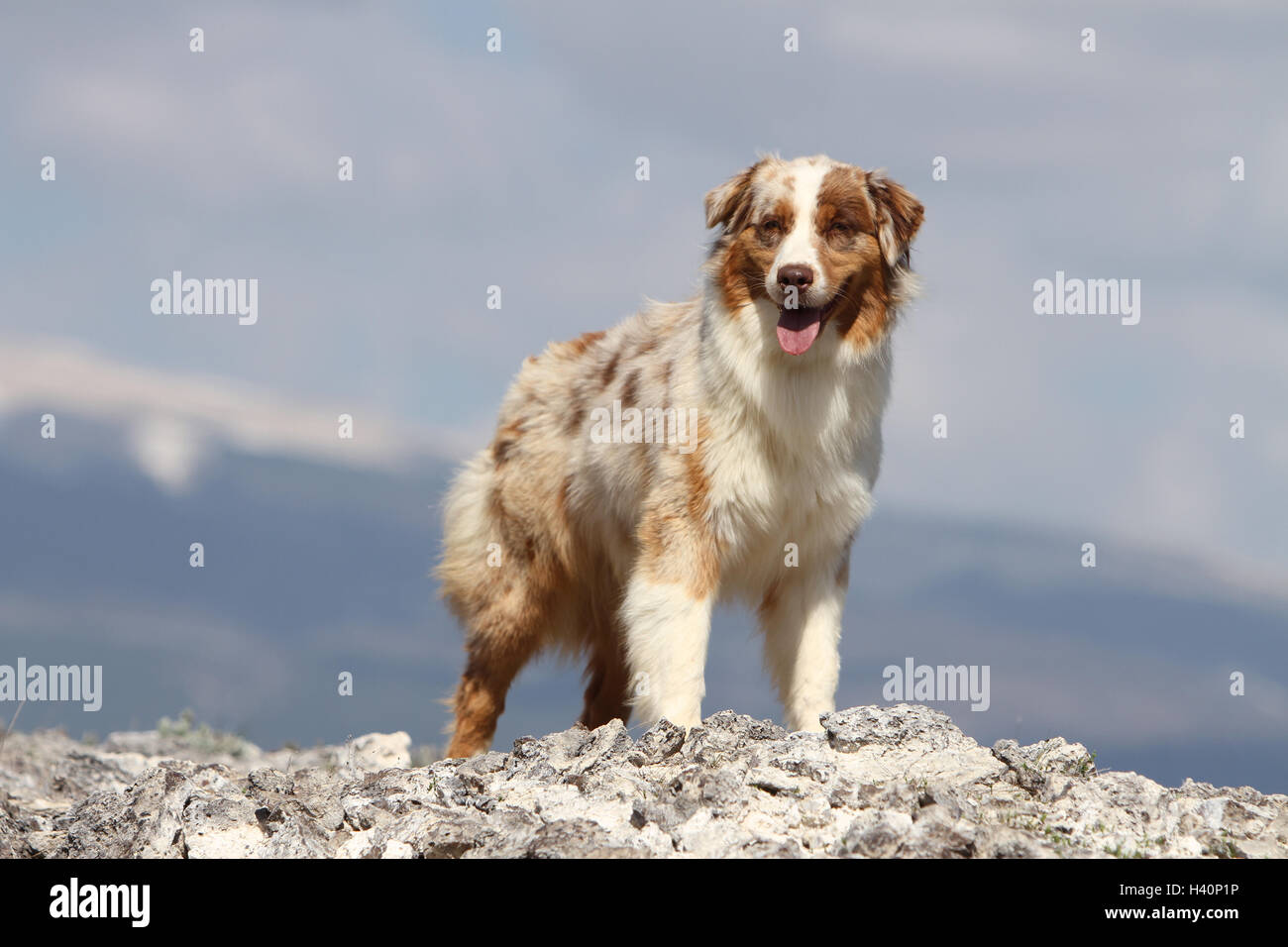 Dog Australian shepherd / Aussie berger Australien in the mountains rock  blue sky standing profile Stock Photo - Alamy