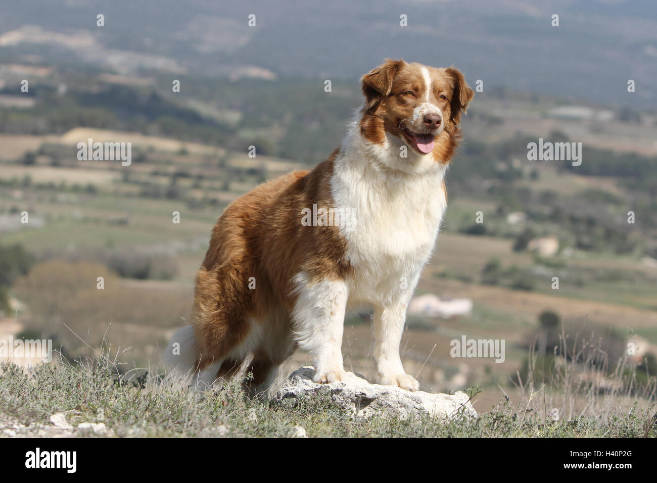 Dog Australian shepherd / Aussie adult standing red Stock Photo