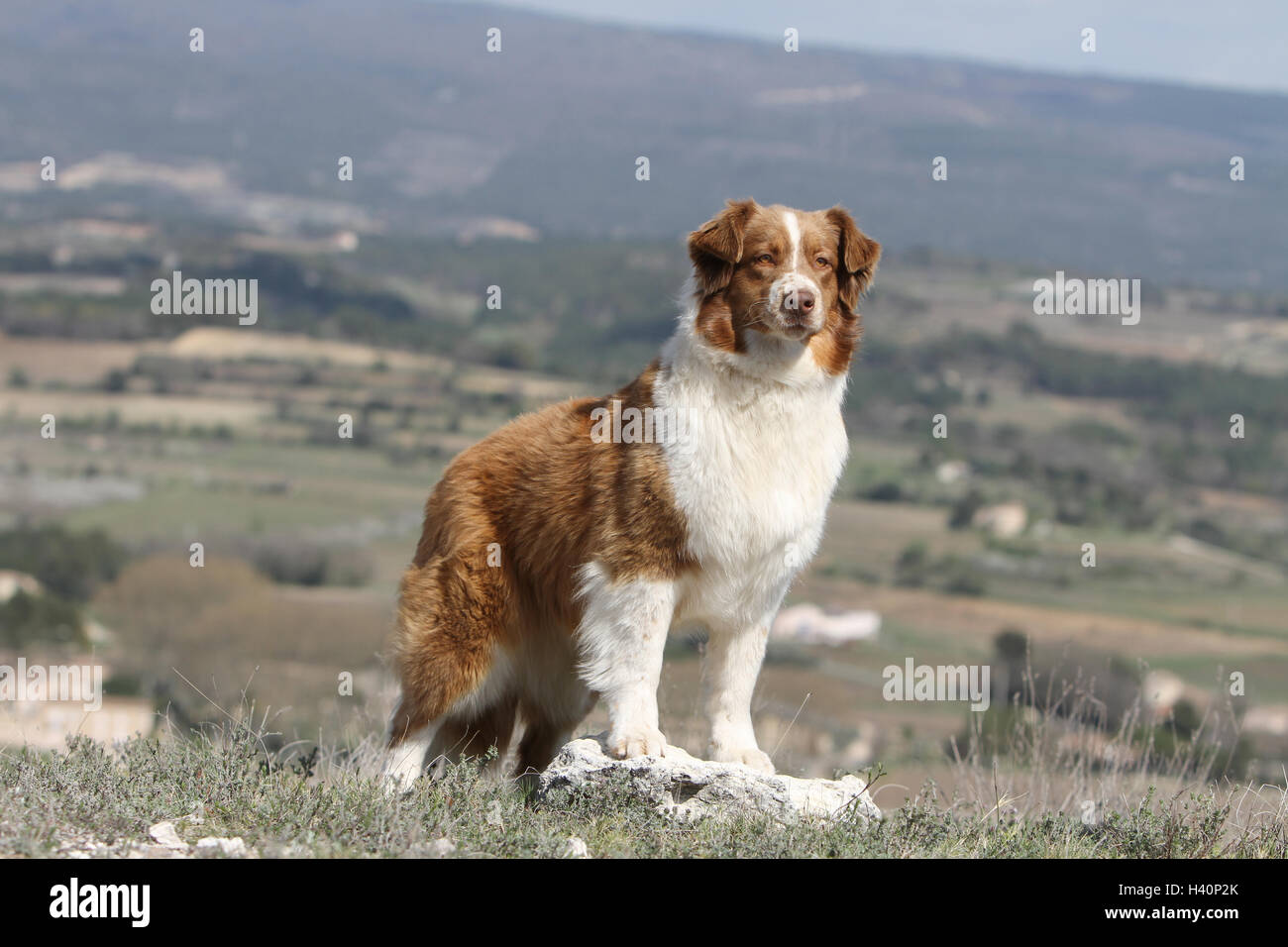 Dog Australian shepherd / Aussie adult standing red Stock Photo