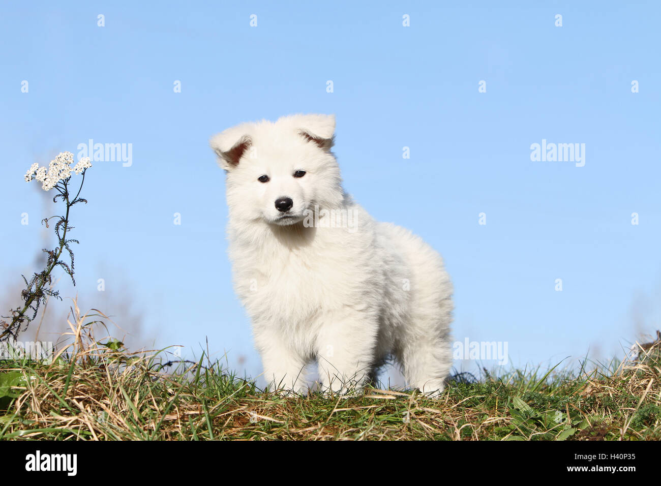 White Swiss Shepherd Dog / Berger blanc suisse puppy standing Stock Photo