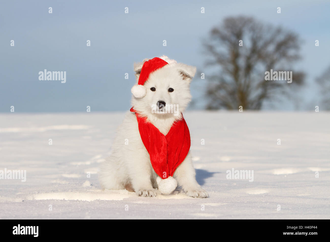 White Swiss Shepherd Dog / Berger blanc suisse puppy in Christmas hat sitting in snow Stock Photo