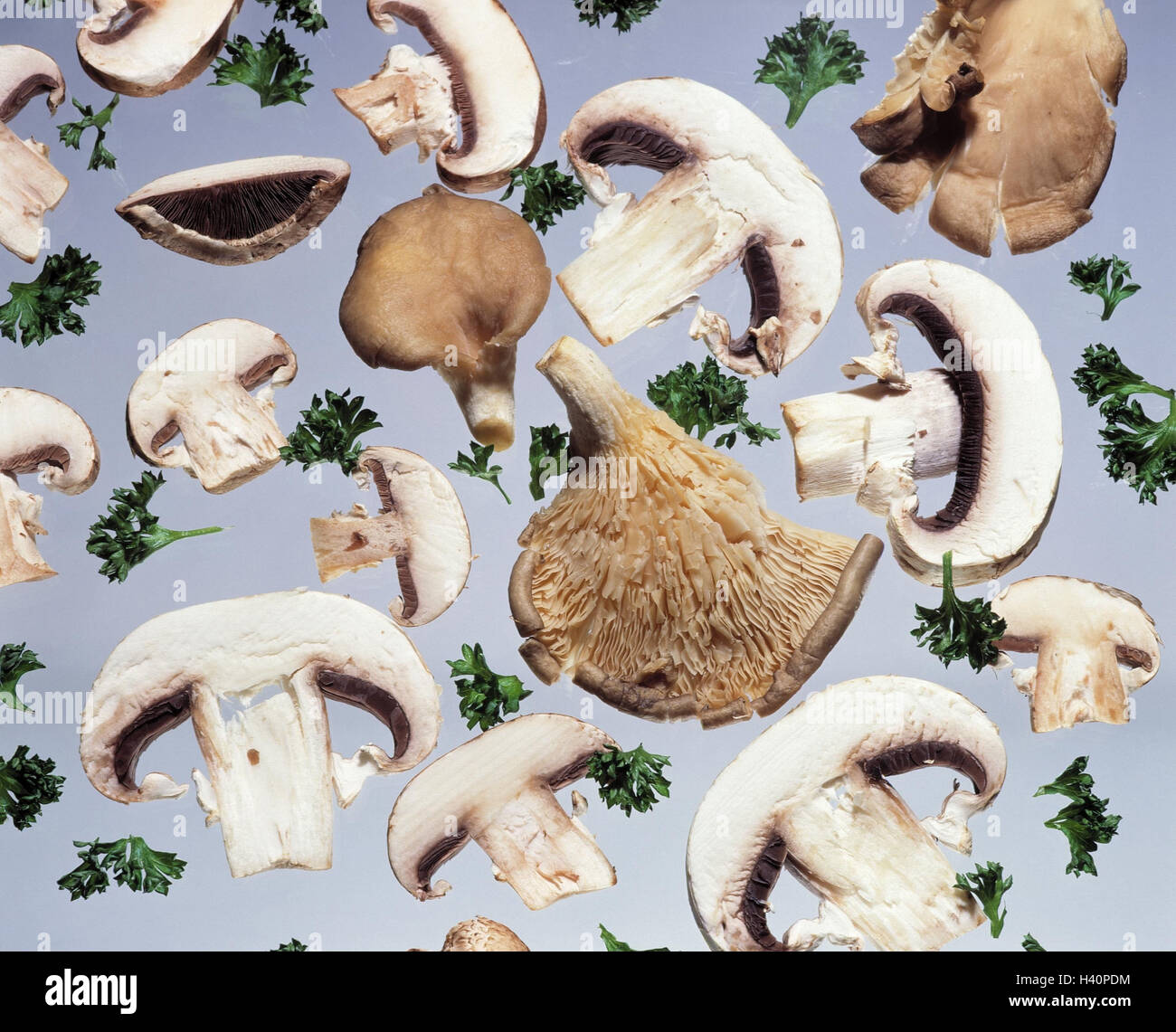 Fungi, champignons, oyster mushrooms, parsley, Still life, fungus, edible mushrooms, Agaricus