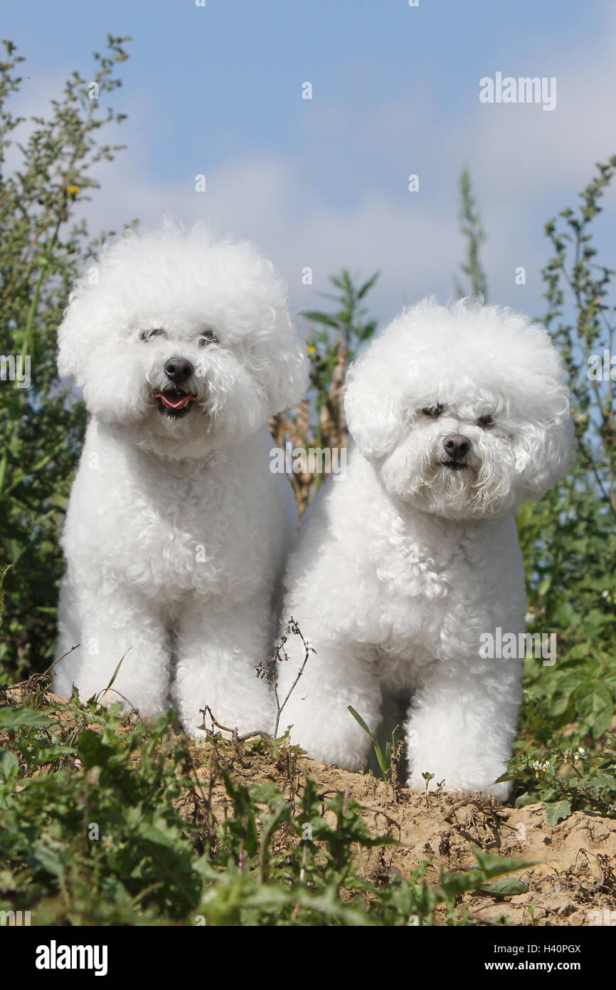 Bichon adult 2025