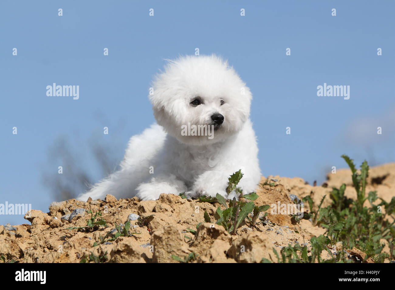 Dog Bichon Frise puppy lying blue sky 