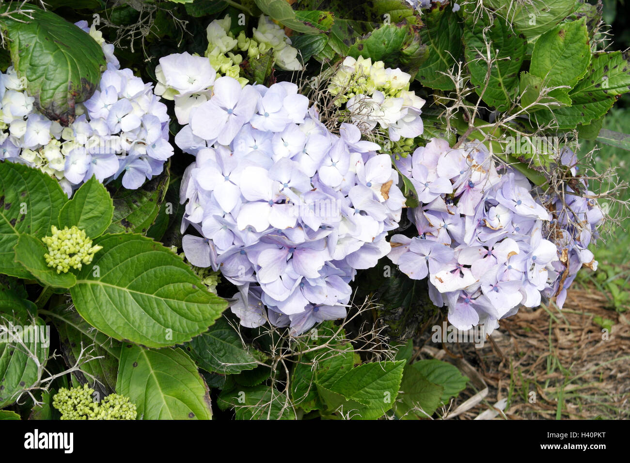 Sao Miguel island, Azores, Portugal Stock Photo - Alamy