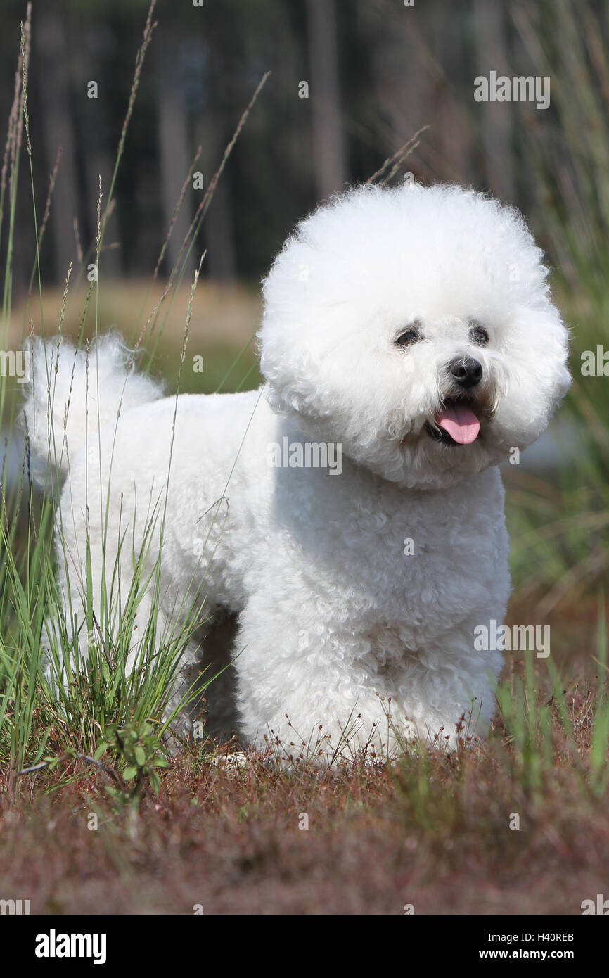 Dog Bichon Frise adult standing on grass Stock Photo