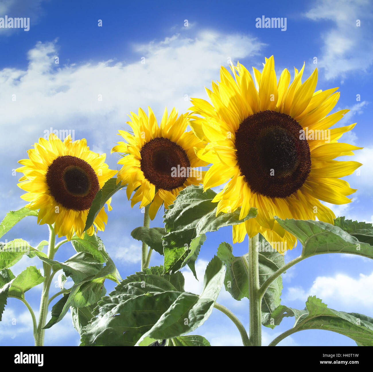 cloudy sky, sunflowers, detail, plants, plant world, vegetation, botany, nature, useful plants, flowers, three, Helianthus annuus, composites, blossom, blossoms, flower heads, sunny, heaven, clouds, Composing Stock Photo