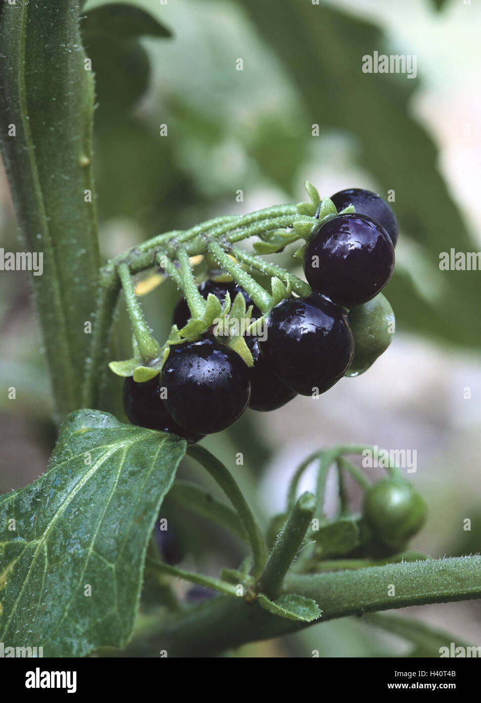 Which Berries Are Poisonous To Dogs