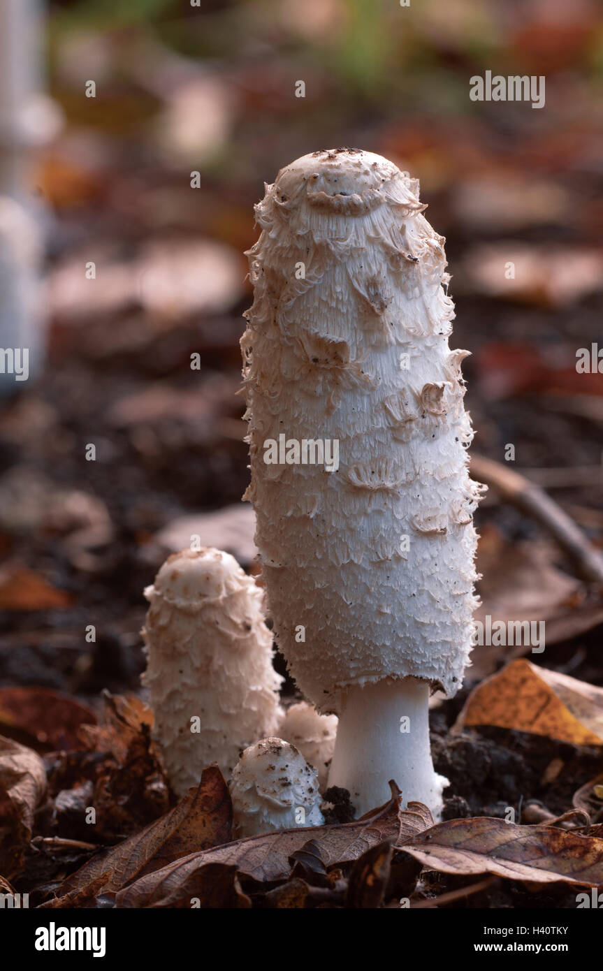 Coprinus comatus mushrooms, close up shot Stock Photo