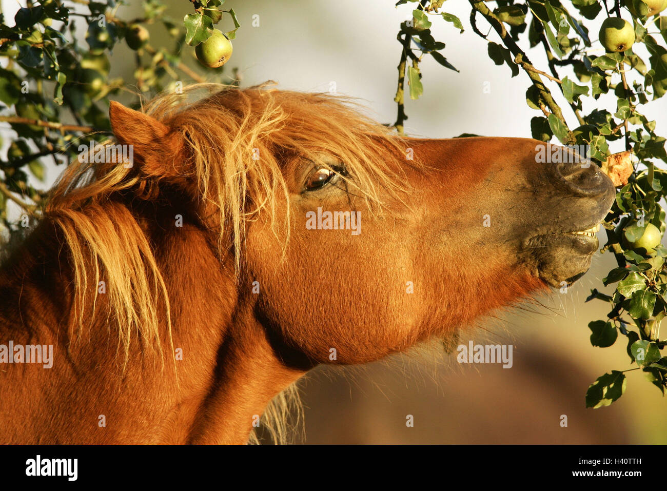 Appletree, Iceland horse, apples, eat, page portrait, animals, animal