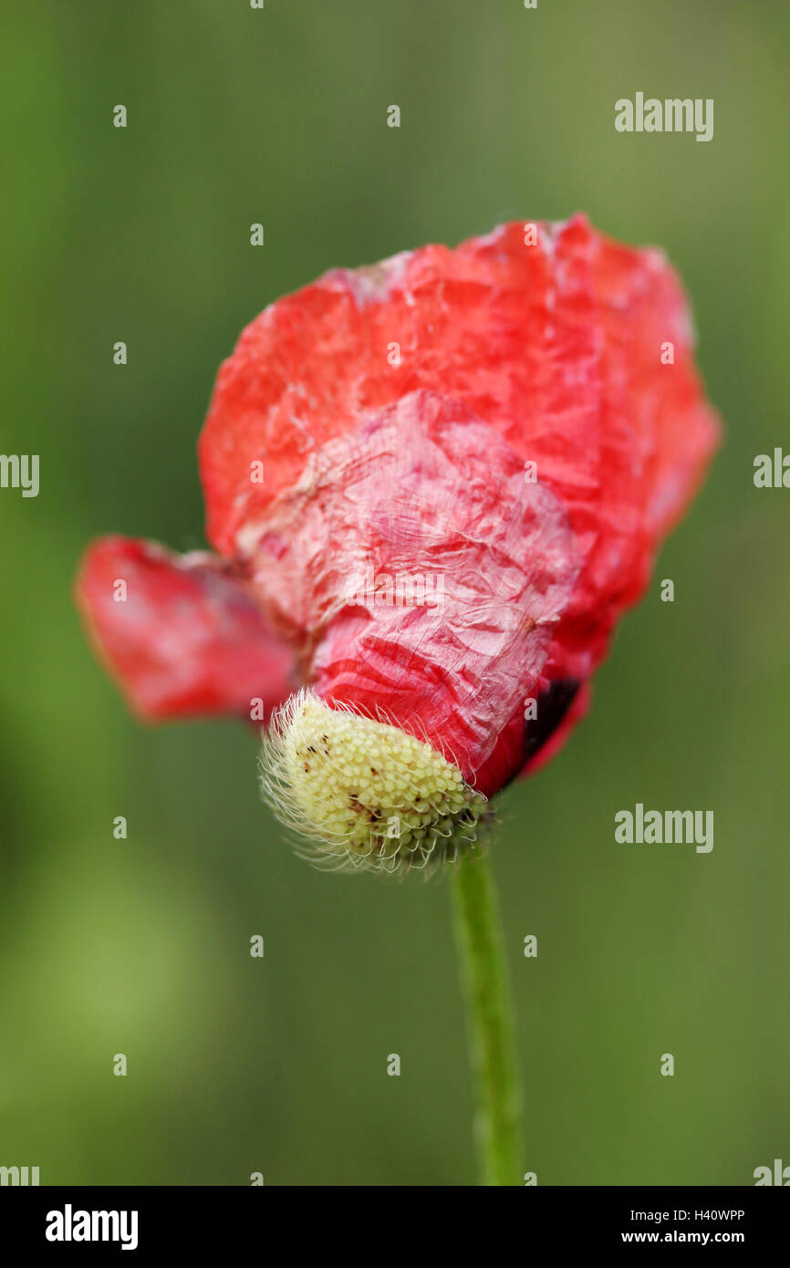 Red poppy flower field Stock Photo - Alamy
