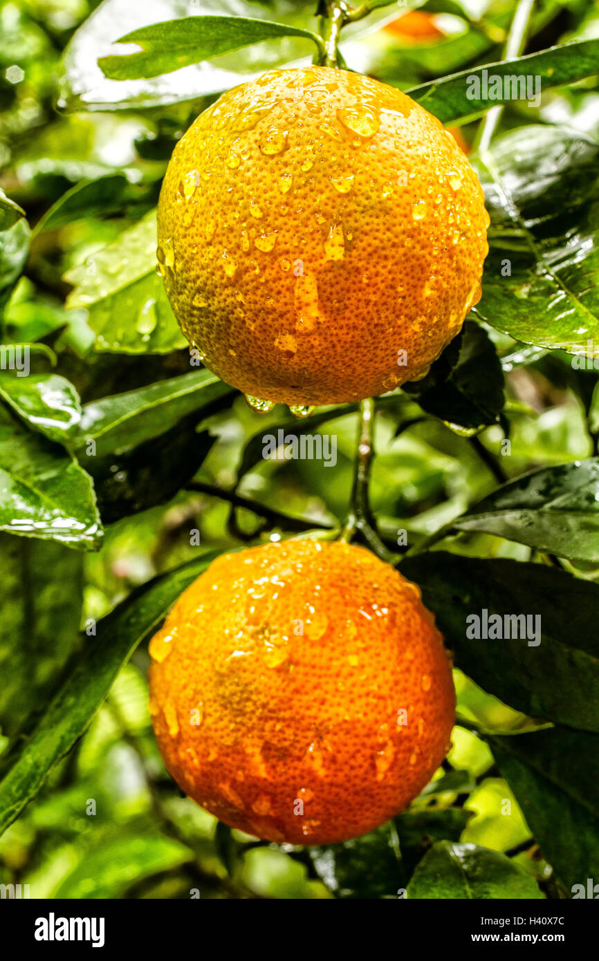 Rangpur limes (Citrus limonia). Stock Photo