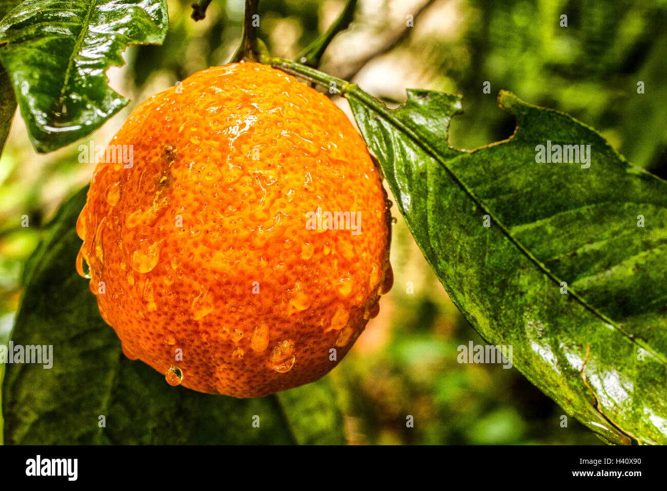 Rangpur lime (Citrus limonia). Stock Photo