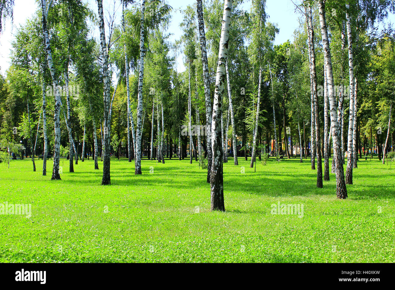 beautiful birchwood in the summer in August Stock Photo
