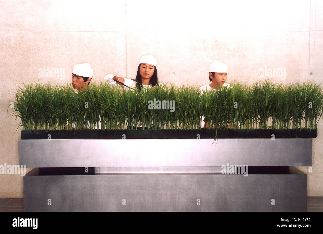 Asians, window box, grass, cut to size, Ti7, balcony cases, plants, plantation, cultivate, breeding, breed, maneuver, genetic engineering, genetic change, young persons, men, woman, young, three, caps, headgears, seriously, conscientiously, work, research Stock Photo