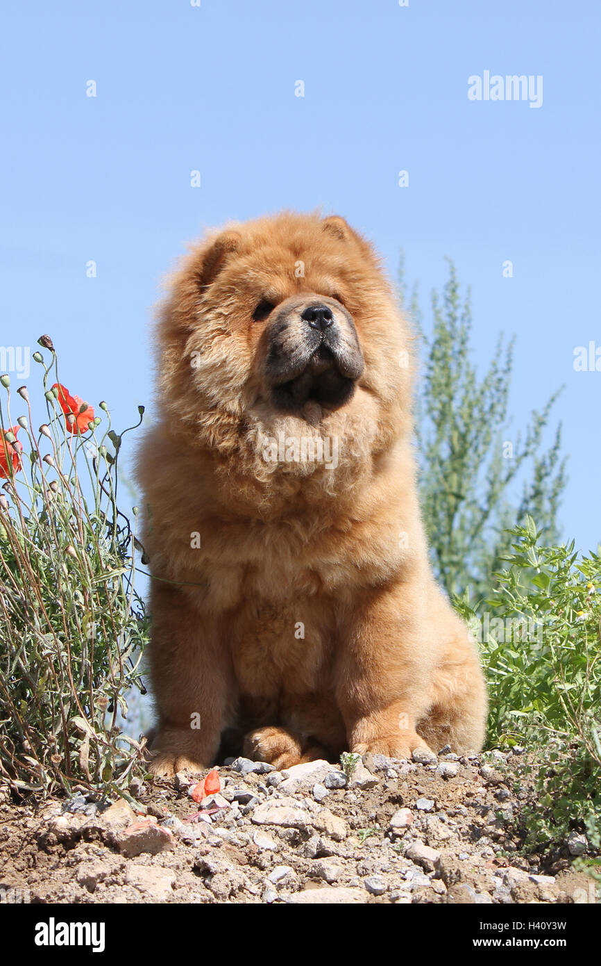 dog chow chow chow-chow adult red cream sitting in a field bloom, flower Stock Photo