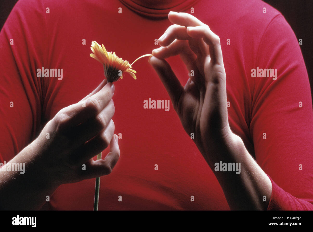 Woman, detail, flower, petals, pluck, "he loves me, he does not love me" young, women's hands