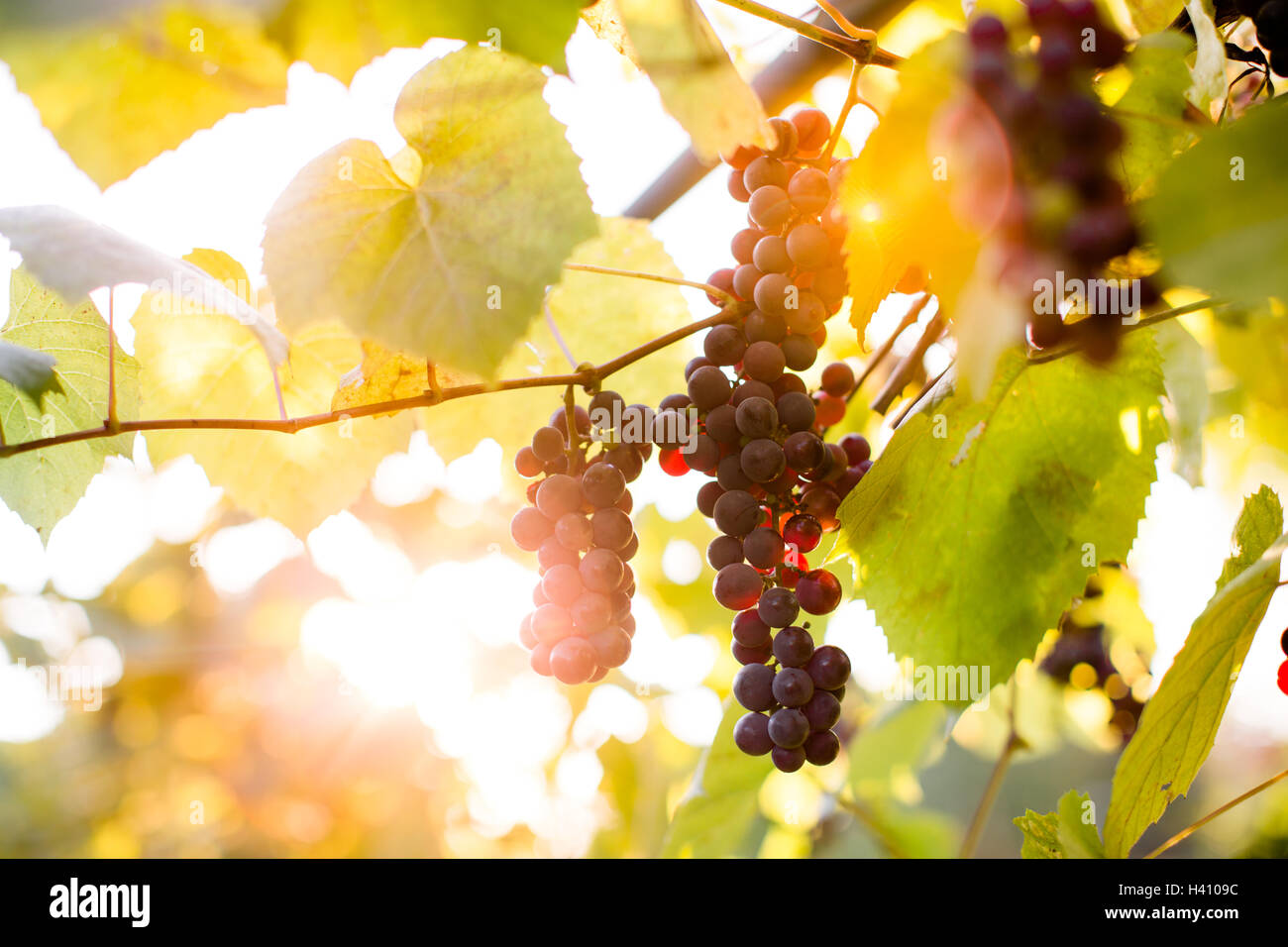 Purple grape clusters on the vine ready for picking Stock Photo