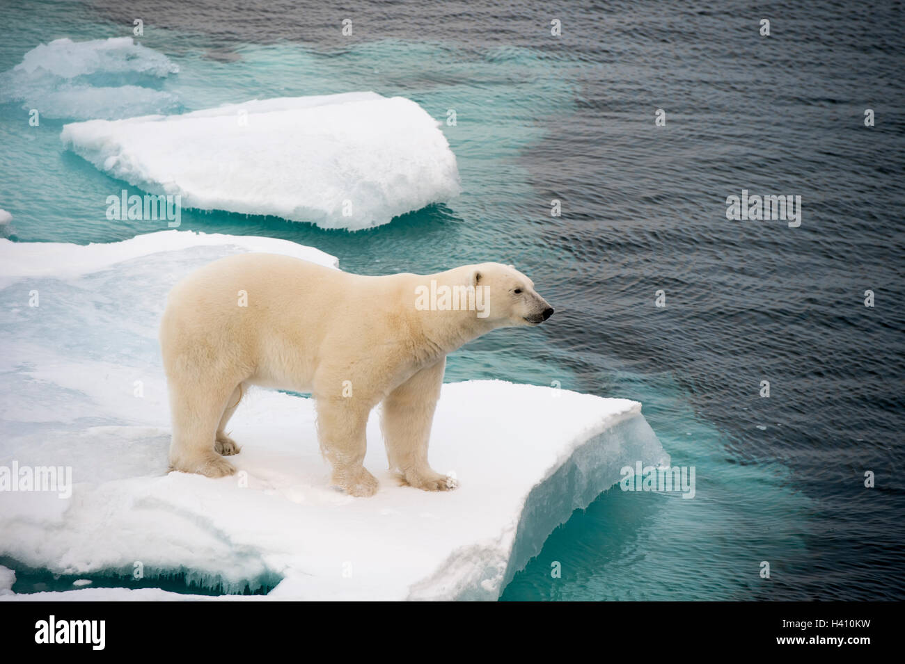 Polar bear (Ursus maritimus) on sea ice in Russian Arctic, photographed during trip to North Pole on board Russian nuclear icebreaker Stock Photo