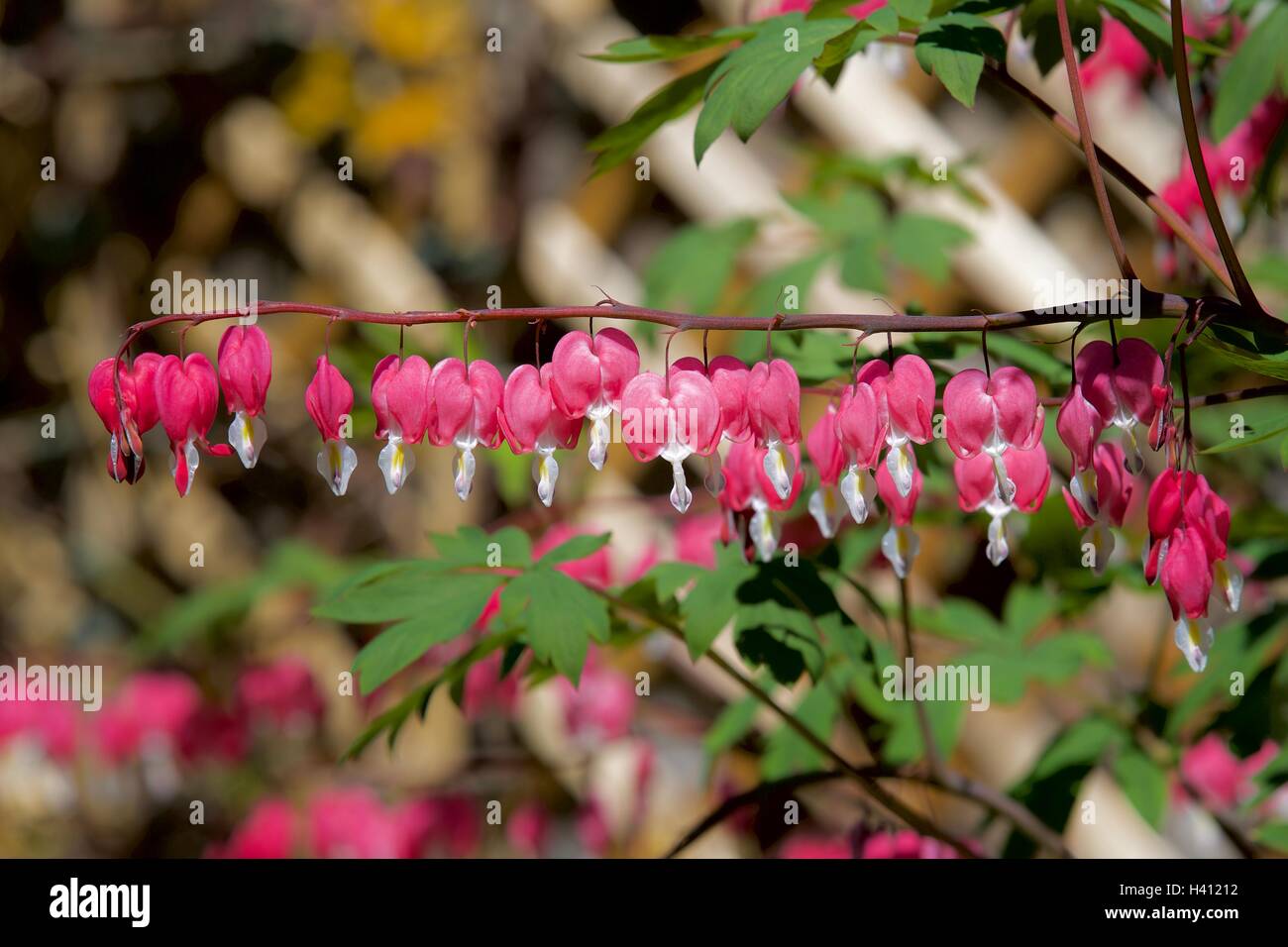 Dicentra Spectabilis Bleeding Heart Stock Photo Alamy