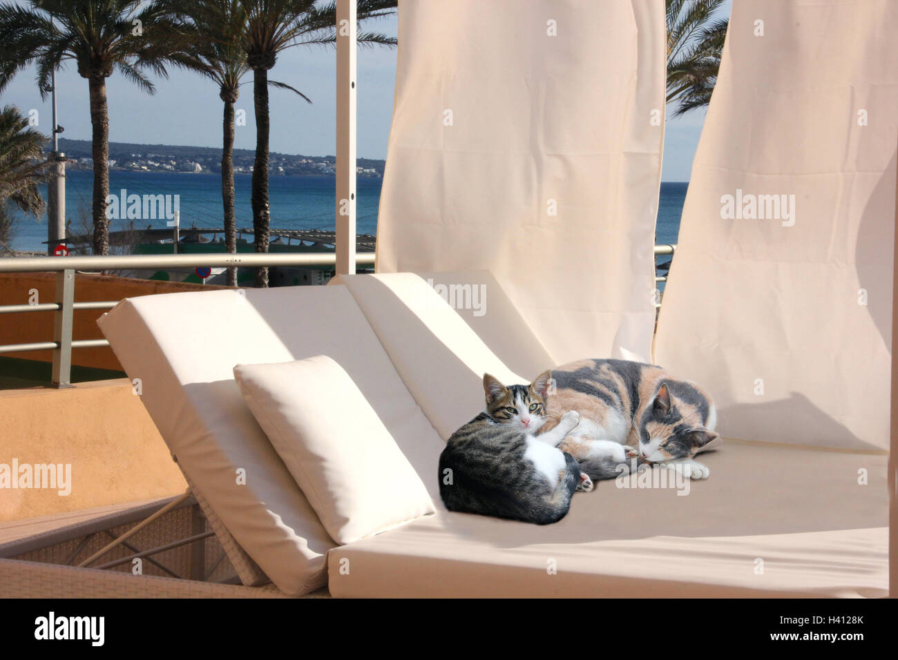 domestic cat with kitten lying on an exclusive lounge furniture at the sea, sleeping, mallorca, arenal, playa de palma Stock Photo