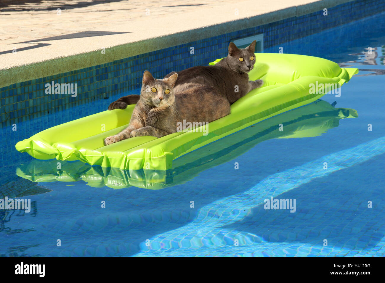 Cats at the pool hires stock photography and images Alamy