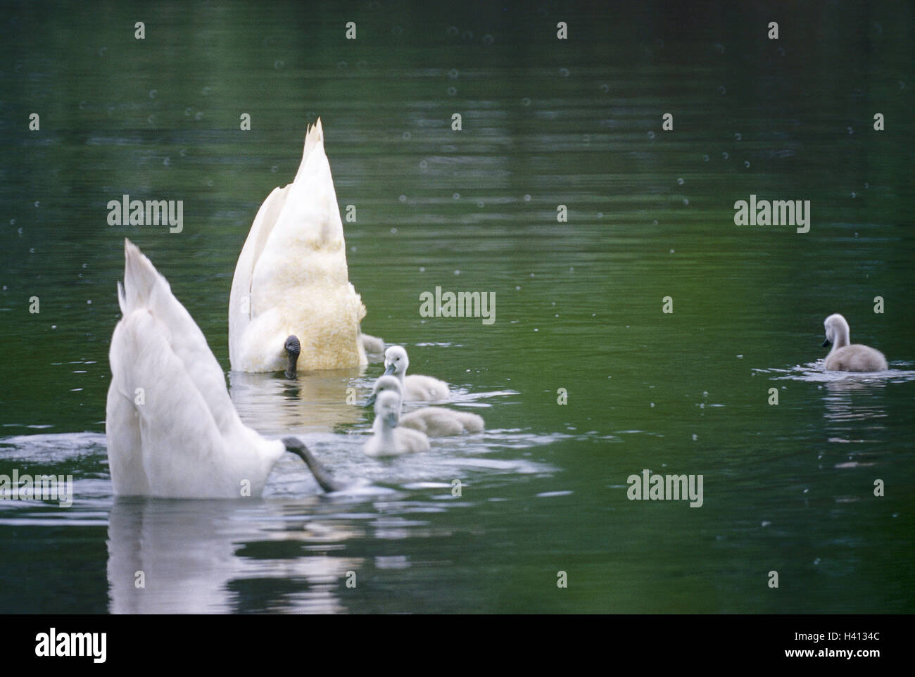 Lake, swans, Cygnus, Gründeln, chicks, swim, waters, habitat, nature, animals, birds, animal family, young animals, food search, under water Stock Photo