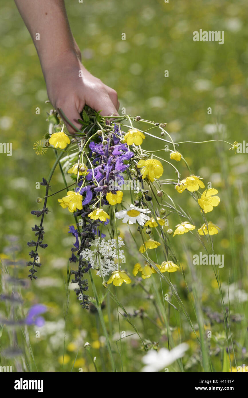 Flower meadow, girl, detail, hand, meadow bouquet, spring, leisure time, woman, women's hand, pick, flowers, meadow flowers, spring flowers, blossom, hold bouquet, summer bouquet, spring bouquet, picked, meadow, spring meadow, summer meadow, summery, natu Stock Photo