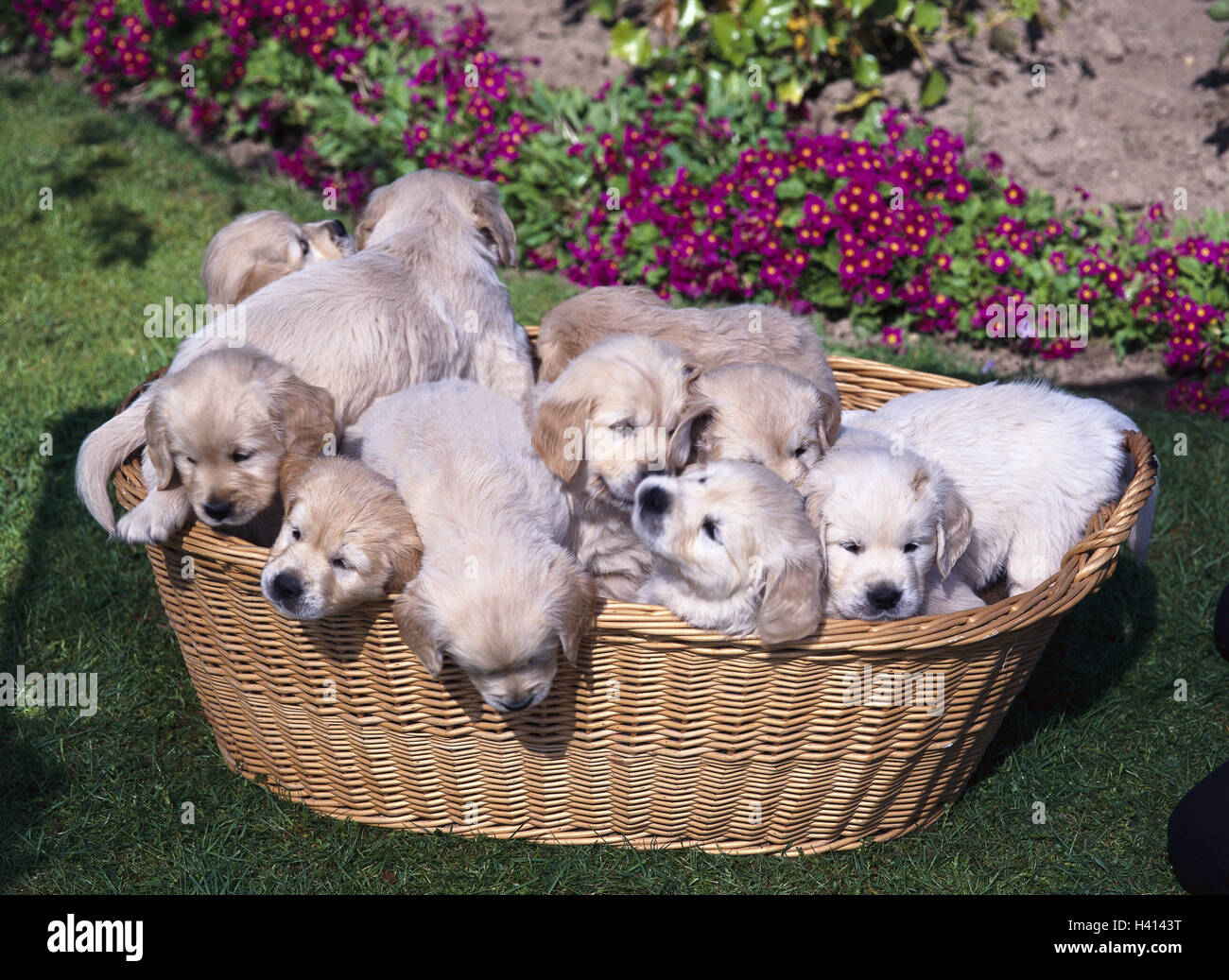 Garden, basket, Golden retriever, puppy, animals, mammals, dog children, ten, puppy, young
