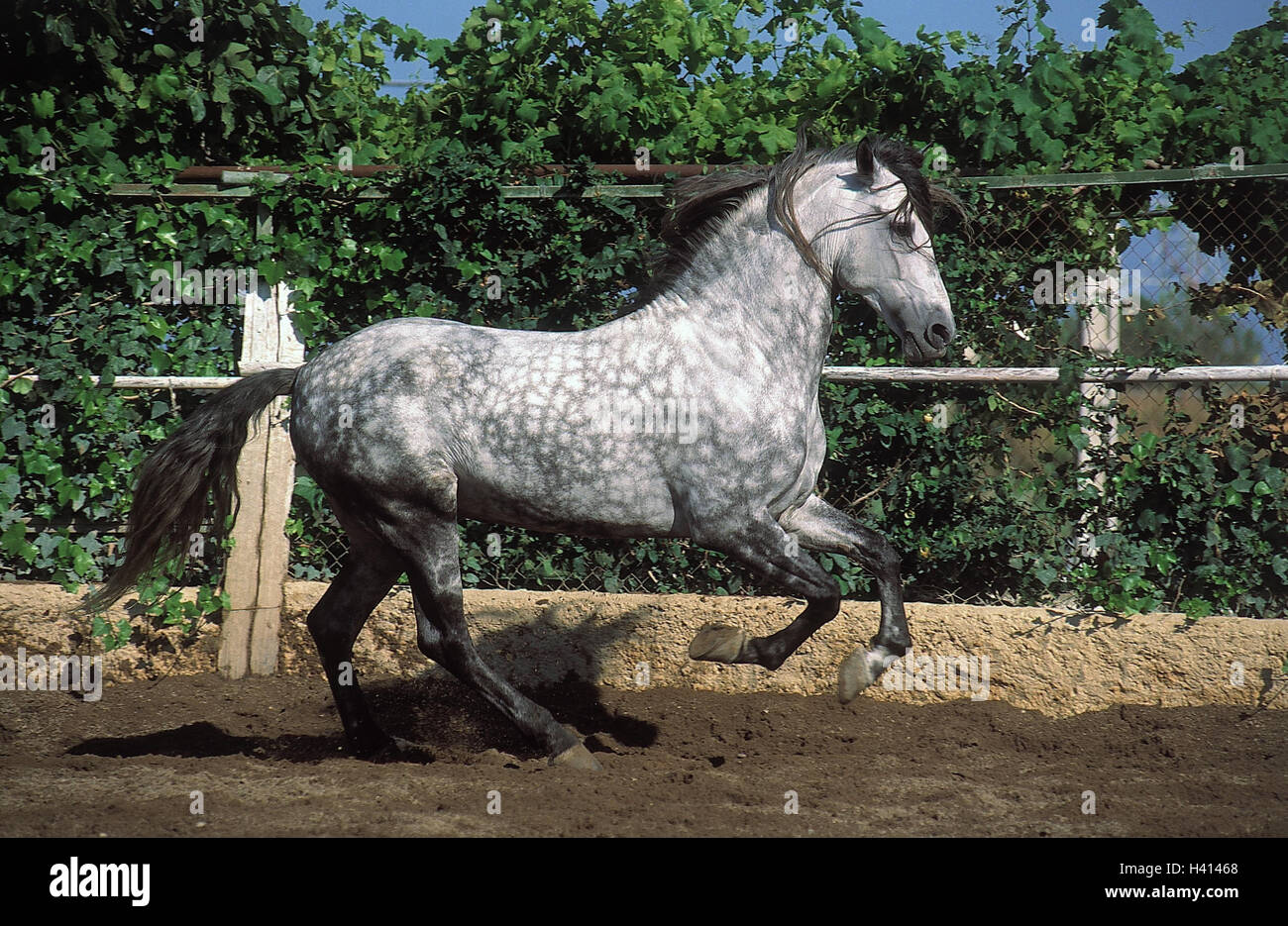 Belt, horse, Andalusian, gallop, animal, animals, horses, mammal, mammals, benefit animal, benefit animals, riding animal, riding Belt, horse, Andalusian, gallop, animal, animals, horses, mammal, mammals, benefit animal, benefit animals, riding animal, riding