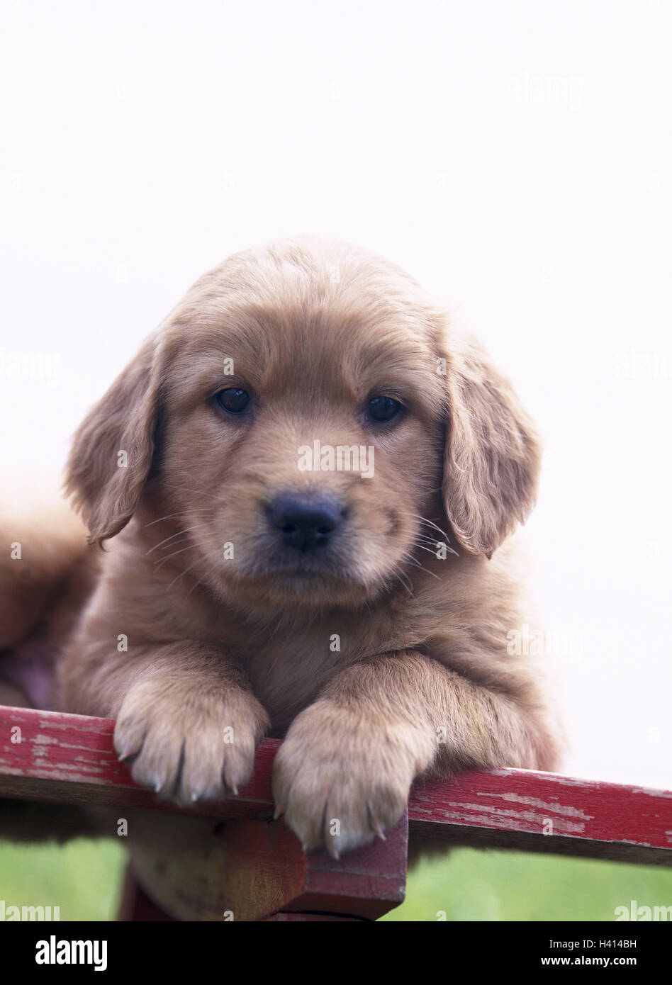 Wooden Bank Hovawart Hybrids Puppy Leigen Portrait Animal