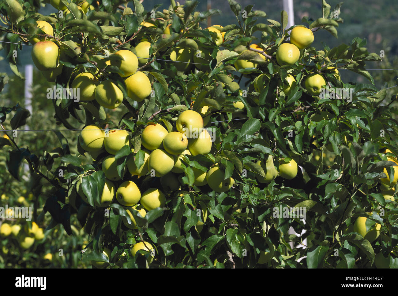 South Tyrolean Weinstrasse, apple-tree, detail, Traminer apples, Europe,  Southern, Europe, Repubblica Italiana, Italy, Northern Italy, South Tyrol,  Alto Adige, fruit-trees, apple-trees, fruit cultivation, cultivation,  agriculture, trees, plantation ...
