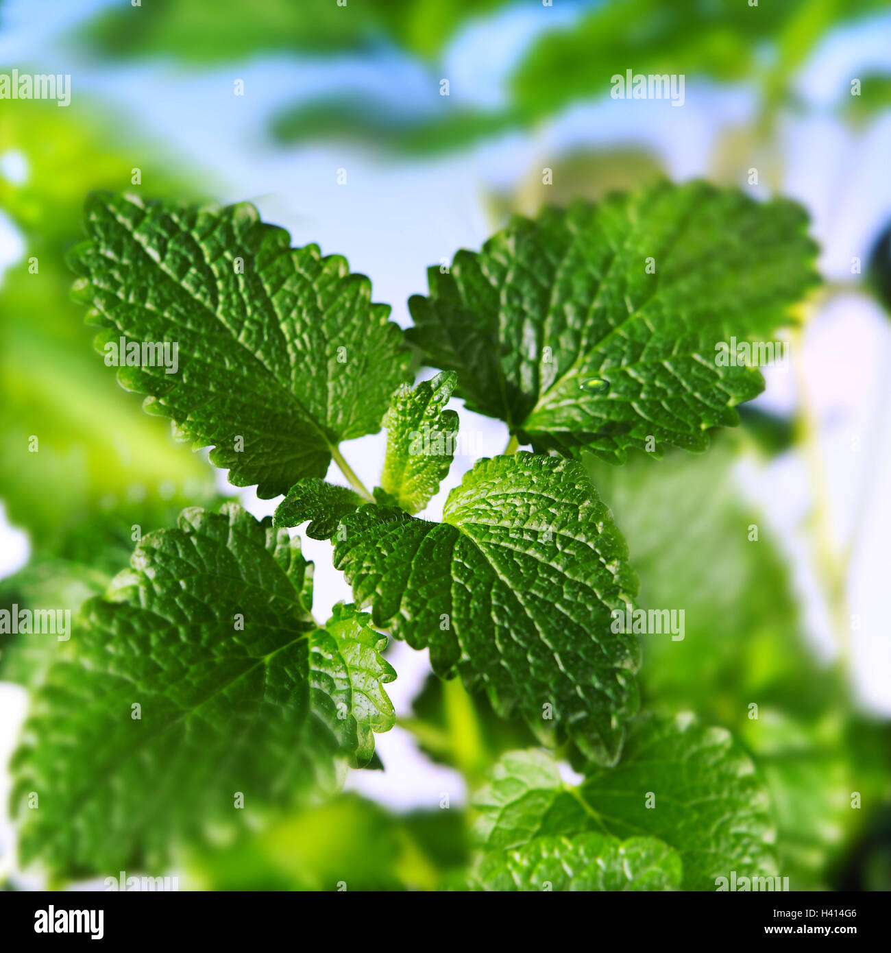 Balm, Melissa officinalis, detail, leaves, plant, mint family, Lamiaceae, balm leaves, medicinal plants, medicament plant, herbs, herbs, spice herbs, spice plant, 'bee's leaves', nature, green Stock Photo