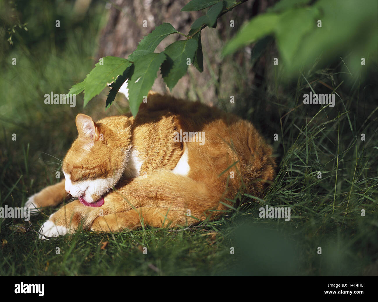 Meadow, cat, lie, lick paws, side view, garden, grass, tree, trunk