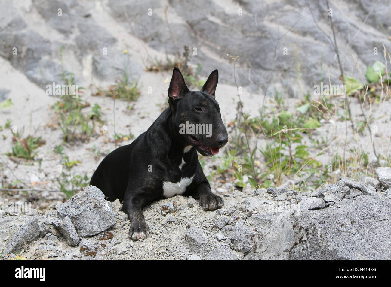 Just Bully English Bull Terrier Cartoon Dog - English Bull Terrier -  Sticker