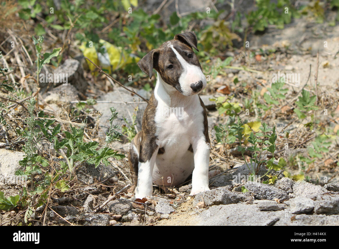 Dog English Bull Terrier / bully / Gladator puppy rock nature natural ...