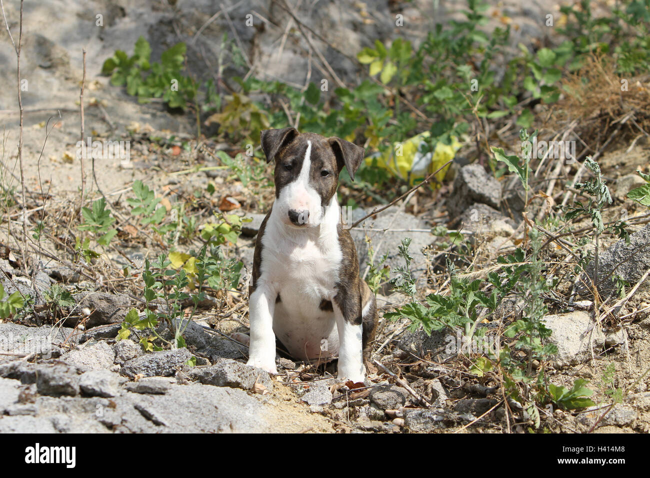 Dog English Bull Terrier / bully / Gladator puppy rock nature natural ...