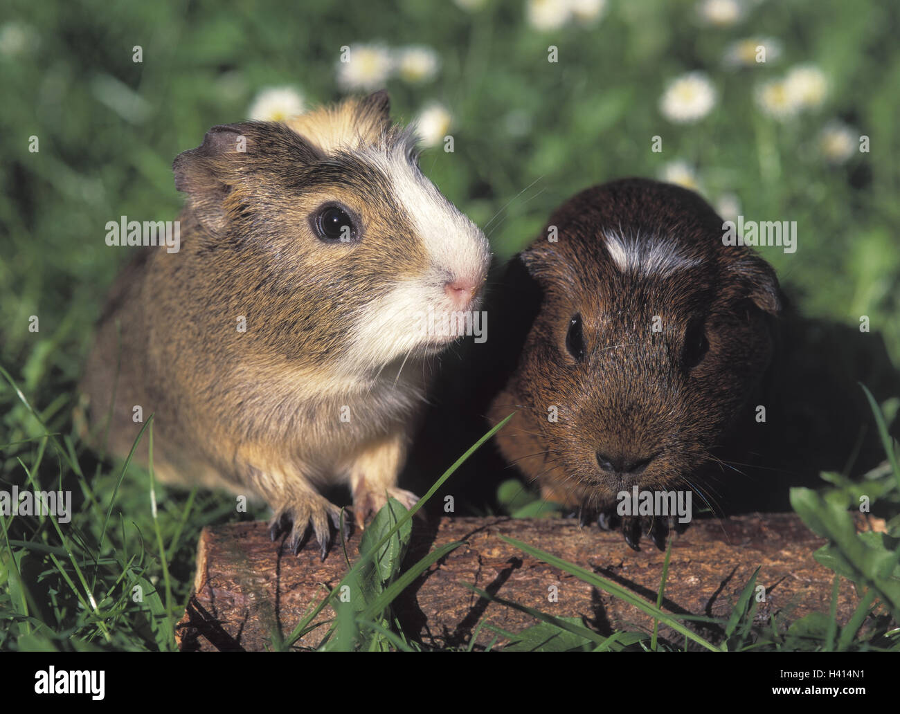 Guinea pig meadow hi-res stock photography and images - Alamy