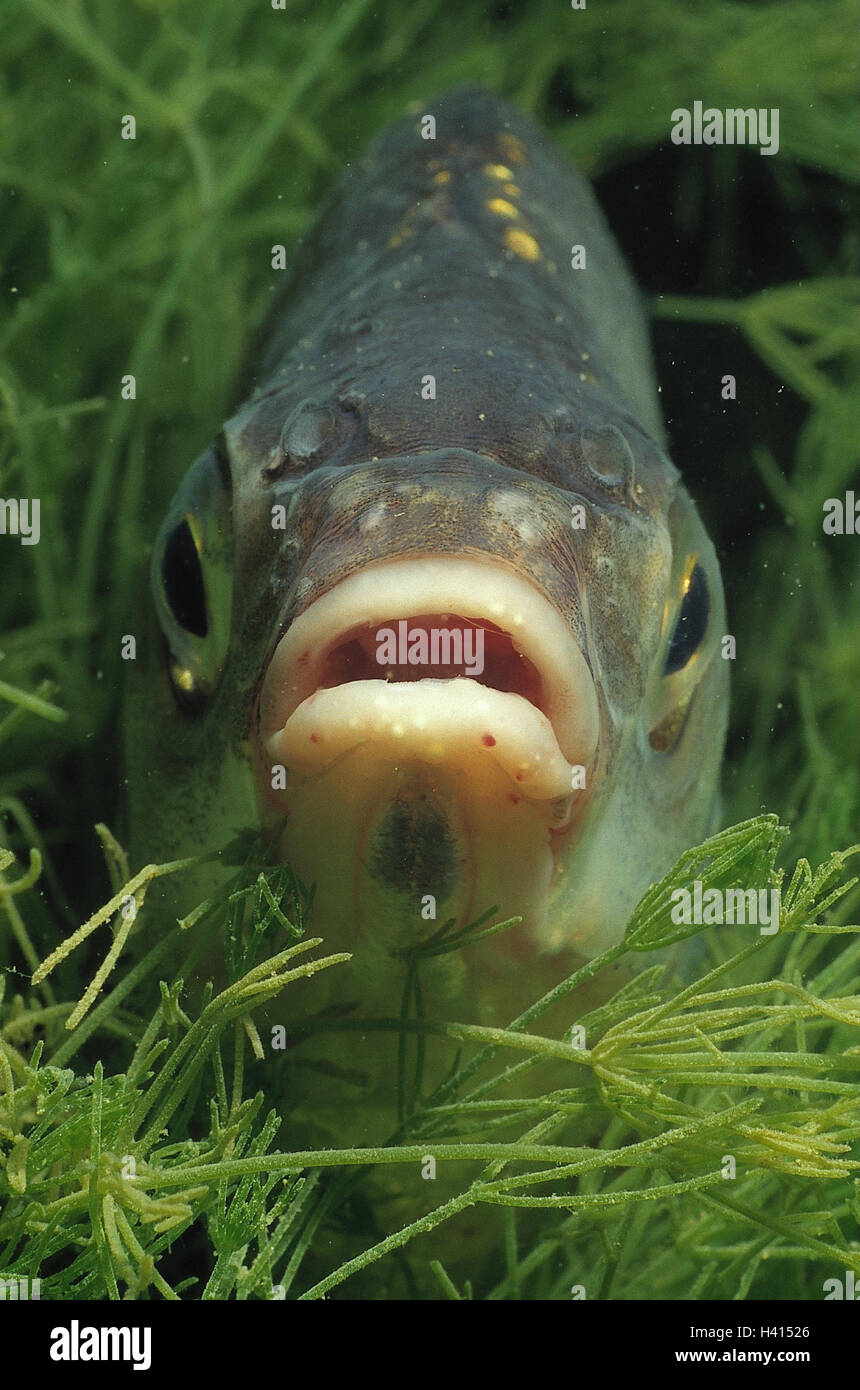 Gruffly, Abramis brama, underwater recording, fish, fresh water, head ...