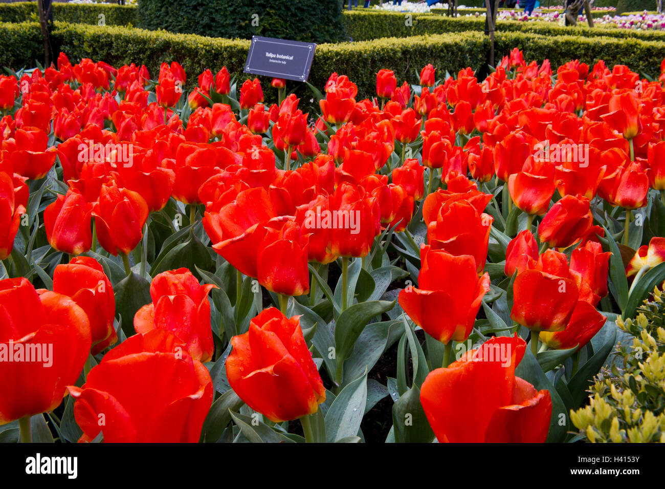 Closeup of red tulips at Keukenhof garden in Lisse, Holland ...